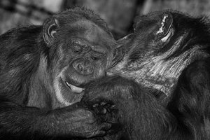 Walter Nork - Schmusende Schimpansen/ Zoo
