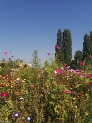 Ingrid Dierdorf - Blumenwiese auf der Reichenau im September
