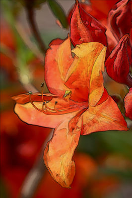Ingrid Dierdorf - Rhododendron - Tusche
