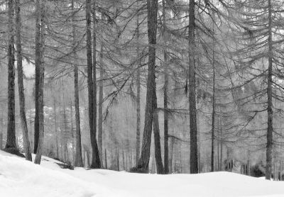 Wiebke Bulgrin - Winter
