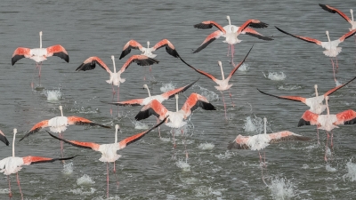 Wiebke Bulgrin "Flamingos"
Schlüsselwörter: Wieb