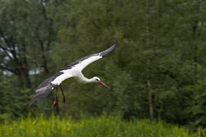 Storch im Endanflug zur Futterstelle /Naturzoo Rheine
