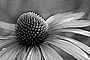 Echinazea-Gesundes~0.jpg