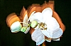Dateiname=Orchidee-3.jpg
Dateigröße=2486KB
Abmessungen: 2000x1333
hinzugefügt am: 18. Juli 2025 Orchidee-3.jpg