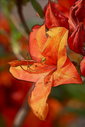 Rhododendron-Tusche.jpg