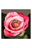 Dateiname=Rosengewaechs2.jpg
Dateigröße=1087KB
Abmessungen: 1333x2000
hinzugefügt am: 18. Juli 2025 Rosengewaechs2.jpg