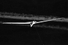 Dateiname=Segelflugstart~0.jpg
Dateigröße=421KB
Abmessungen: 1500x1000
hinzugefügt am: 18. Juli 2025 Segelflugstart~0.jpg