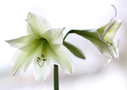 Wiebke_Bulgrin_Amaryllis.jpg