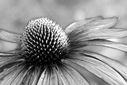 echinacea_druckversion~0.jpg