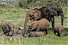 elephanten.jpg
